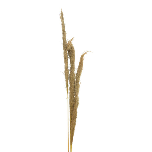 Διακοσμητικό φυτό pampas Beroun Inart σετ των 3τεμ σε φυσική απόχρωση Υ140εκ - Hippiehome.gr