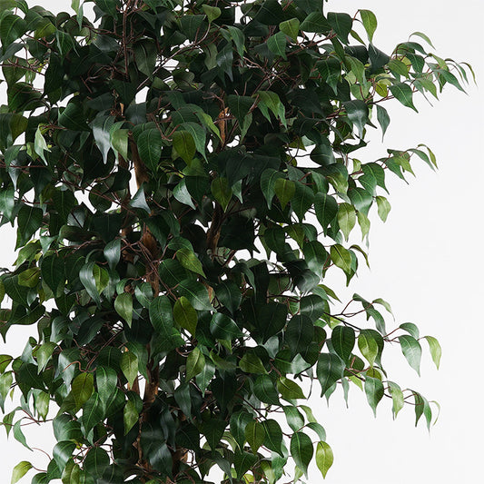 Διακοσμητικό φυτό σε γλάστρα Banyan Inart πράσινο Φ95x180εκ - Hippiehome.gr