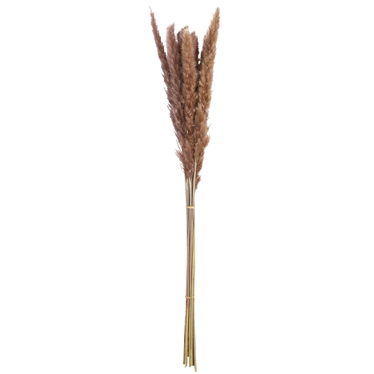 Δέσμη Πάμπας Γρασίδι Συνθετικό Καφέ 70cm - Hippiehome.gr