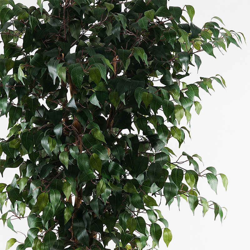 Διακοσμητικό φυτό σε γλάστρα Banyan Inart πράσινο Φ95x180εκ - Hippiehome.gr