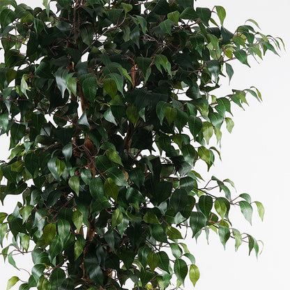 Διακοσμητικό φυτό σε γλάστρα Banyan Inart πράσινο Φ95x180εκ - Hippiehome.gr