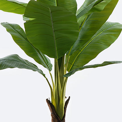 Διακοσμητικό φυτό σε γλάστρα Musa Inart πράσινο Φ105x180εκ - Hippiehome.gr