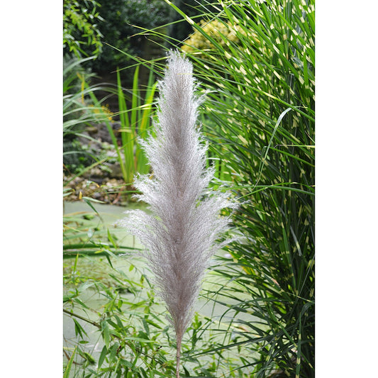 Κλαδί Γρασίδι ArteLibre Τεχνητό Εκρού 150cm - Hippiehome.gr